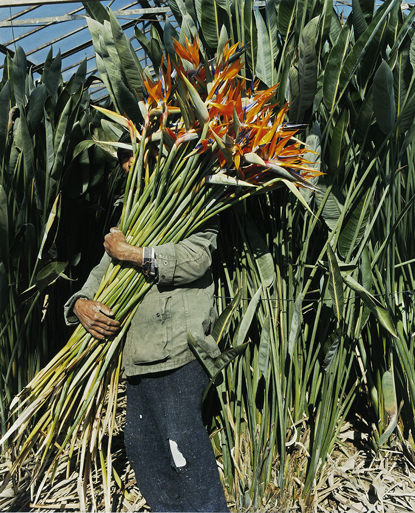 Narcisse ou la floraison des mondes, FRAC NOUVELLE AQUITAINE.